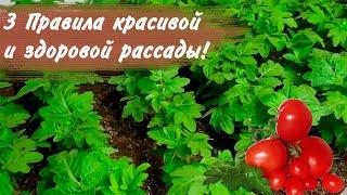 Как вырастить крепкую рассаду томатов? Эти три правила помогут вам.