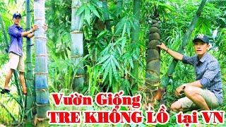 Giống tre khổng lồ thái lan || Vườn tre khổng lồ đầu tiên được trồng tại Việt Nam