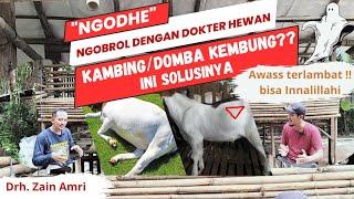 MOMOKPARA PETERNAKKAMBING KEMBUNGBegini Cara Atasi Kembung pada Kambing &DombaTelat,?Bisa Mati