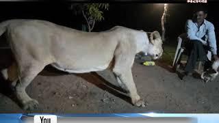 Gir Somnath: Viral Video of a man troubling the Lion | Mantavya News