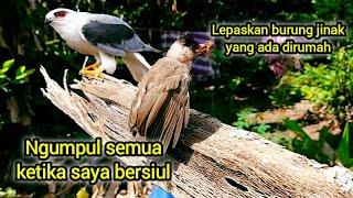 MELATIH semua burung jinak yang ada dirumah | nurut ketika di panggil