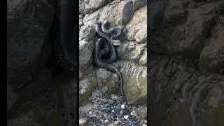 HUGE snake on beach. Part 2. Diamond Python. #nature #beach #wildlife