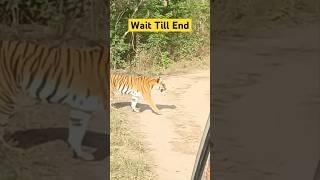 Tiger  Jim Corbett National Park #shorts #jimcorbett #tiger #travel