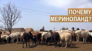 КФХ Сулейманова. Крым. Причины перехода на разведение овец породы Мериноланд.