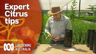 Top tips for growing a healthy and productive citrus tree | Gardening 101 | Gardening Australia