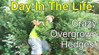 Day In The Life| Crazy Overgrown Hedges!| Part 1| Mowing Vlog