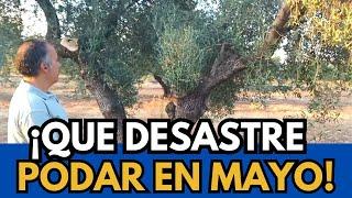 IS IT DANGEROUS TO PRUNE OLIVE TREES IN MAY?