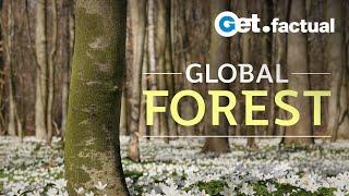 Global Forest - Full Nature Documentary