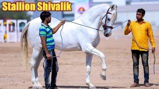 मारवाड़ी अश्व शिवालिक | Stallion Shivalik - Patel Farm Ahmedabad !!