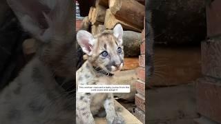 This woman rescued a baby puma from the cold snow and adopted it #animalshorts #puma