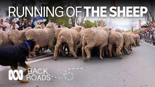 Boorowa's annual 'running of the sheep' brings mayhem and chaos to the main street  | ABC Australia