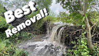 Most DRAMATIC Beaver Dam Removal!