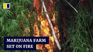 Indonesian police set fire to 11 hectares of marijuana plantation