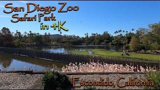 San Diego Zoo Safari Park || African Tram Ride in 4K