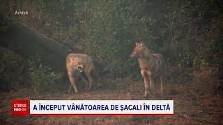 Specia fără prădător natural din Delta Dunării care a scăpat de sub controlul autorităților