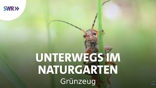 Zuhause bei Insekten, Vögeln & wilden Kräutern | SWR Grünzeug