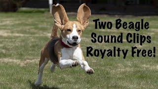 Two Beagle Barking/Howling Sound Clips (Royalty Free!)