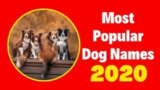 Top 20 Most Popular Male  and Female Dog Names With Meaning 2020 ! Unique Dog Names