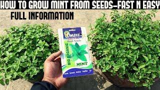 How To Grow Mint From Seeds (FULL UPDATES)
