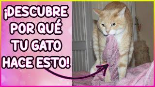 Gatos y Su Extraña Atracción por la Ropa ¡Lo Explicamos! - SiamCatChannel