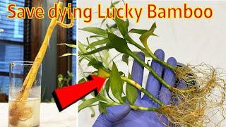 How to save diying lucky bamboo plant easily