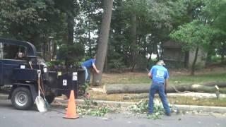 Tree Trimming, Removal; Chris Orser Landscaping; Bucks County, PA