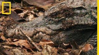 Des fourmis magnans à l'attaque d'un crocodile nain