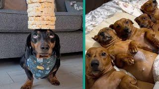 The Funniest Dachshund Moments 2023 | A Hilarious Compilation for Sausage Dog Lovers @FurryTails