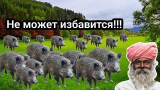 Почему Они не едят миллиарды кабанов?! Факты про Кабанов! Что за существа?