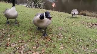 Canada Geese Go Crazy When They See Me