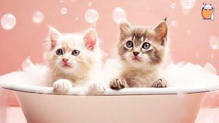 RELAXING CAT MUSIC and kittens | Sleep Music For Cats | Sleepy Cat