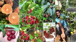 4 ഏക്കറിലെ വിശാലമായ Wholesale & Retail Fruits Garden നും Nursery ഉം! ചെടികൾ വീട്ടിൽ എത്തിച്ചു തരും !