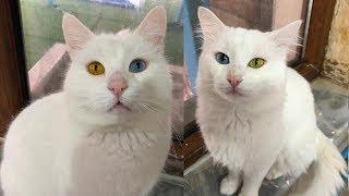 Turkish Van Cat with Colorful Eyes | Visit to Cat House