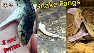 Ep 3: Snake Fangs