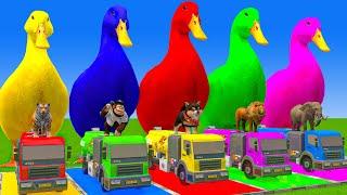 5 Giant Duck Cartoon,Cow,Elephant,Tiger,Lion,Dinosaur,Paint Wild Animals Crossing Fountain Animation