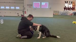 Cool dogtrick with border collie Vega - Team Bissevov Dogtraining