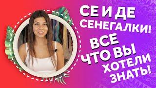 AfroMari 114 | ВСЕ ПРО СЕНЕГАЛЬСКИЕ КОСЫ ЗА 9 МИНУТ. СЕ ДЕ СЕНЕГАЛКИ. ТЕХНИКИ ПЛЕТЕНИЯ КОС