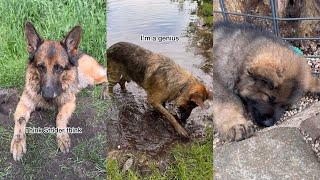 German Shepherd Mischief | Mud Baths