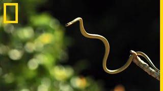 Le serpent volant, spécialiste du vol plané entre les arbres