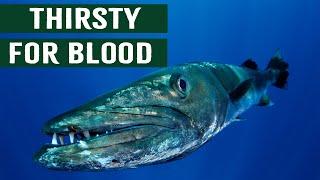 Killer Barracuda Fish: Human's Most Feared Apex Predator