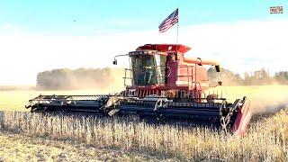 CASE IH 2388 Axial-Flow Combine Harvesting Soybeans