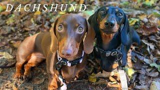 #Best Dachshund dog Funny video  Compilation 2022, #Try To Not Laugh #Teckel #Dackel  puppies.