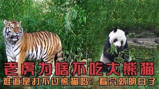 老虎和獅子為何不吃大熊貓？難道是打不過熊貓嗎？看完就明白了