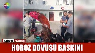 Horoz dövüşü baskını