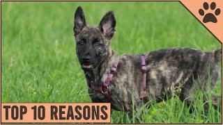 Top 10 Reasons Why You Should Get A Dutch Shepherd | Dog World