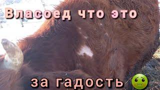 Власоед что это за напасть.И как с ней бороться.