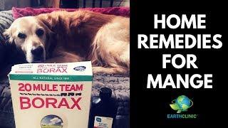 Home Remedies for Mange | Ted's Famous Borax for Mange Treatment