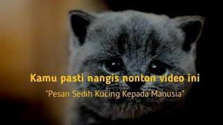 #4 Pesan Mengharukan Kucing Untuk Manusia