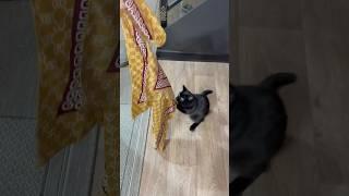 Kitten ‍⬛ playing #cat #kitten #gaming #love #trending #shorts