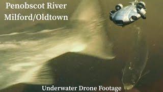 Underwater Drone Footage Penobscot River Milford/Oldtown